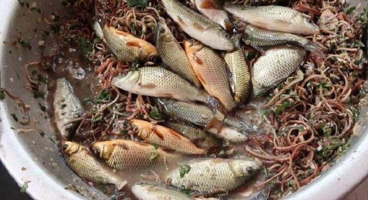 Gỏi cá nhảy (Hình 1)