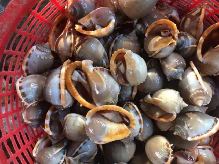 gỏi đu đủ ốc tỏi 5