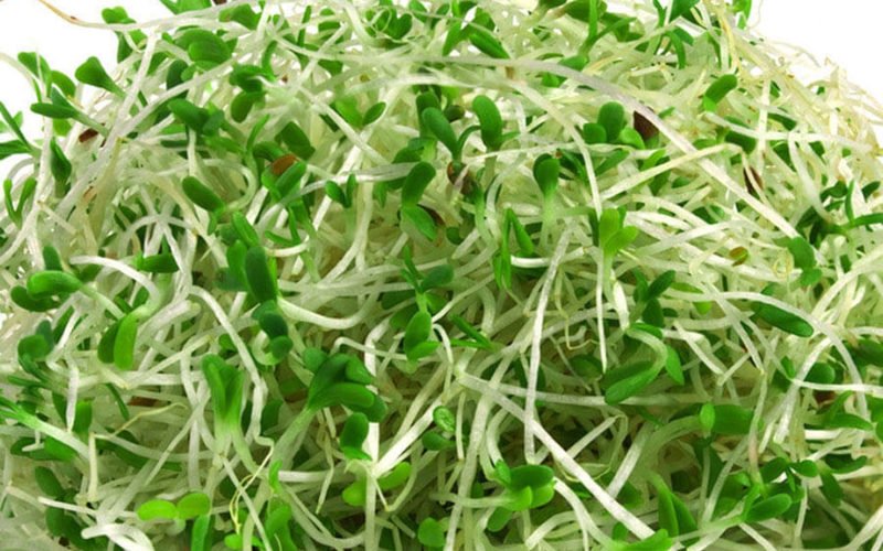 Cách lựa chọn rau mầm tươi ngon