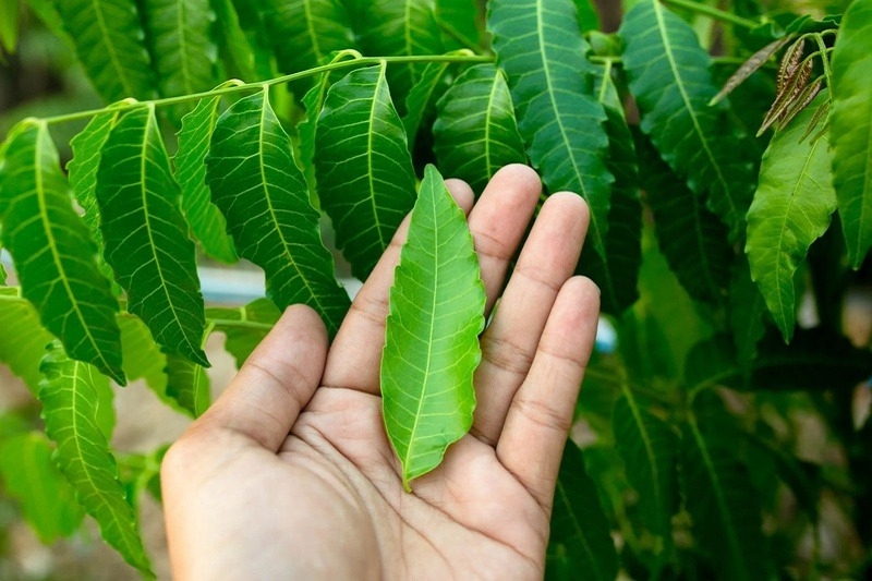 Gỏi sầu đâu