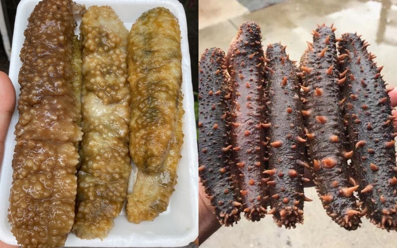 Hải sâm gai vàng chất lượng