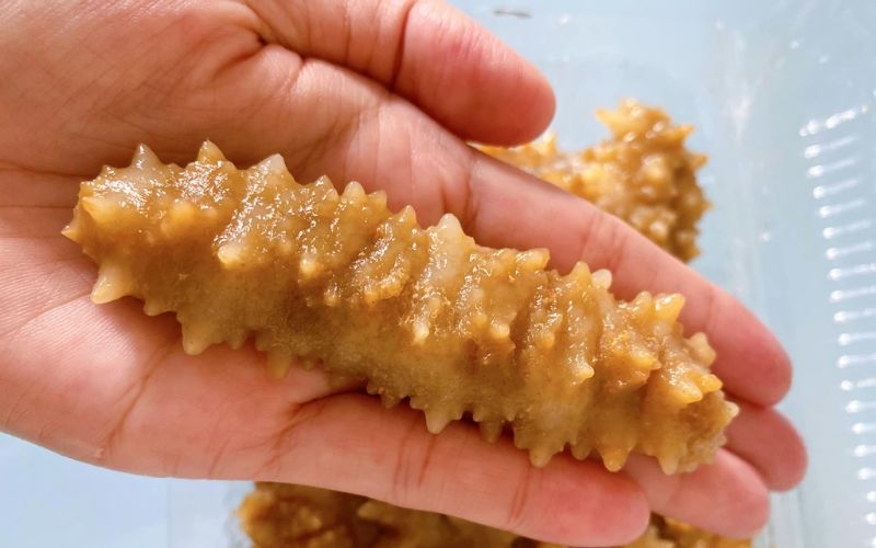 Hải sâm gai vàng tươi