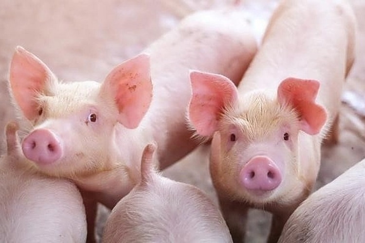 Heo sữa là gì​? Khám phá đặc điểm, nguồn gốc, ý nghĩa, giá bán và gợi ý món ngon từ heo sữa