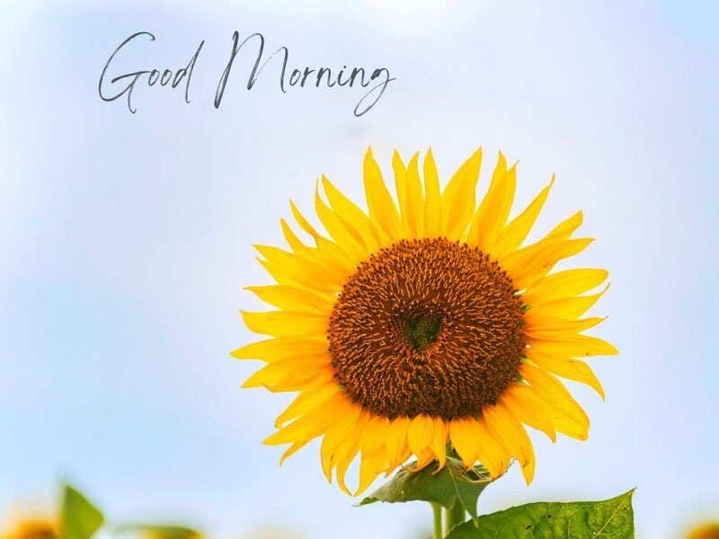 Hình ảnh chúc ngày mới hình 1