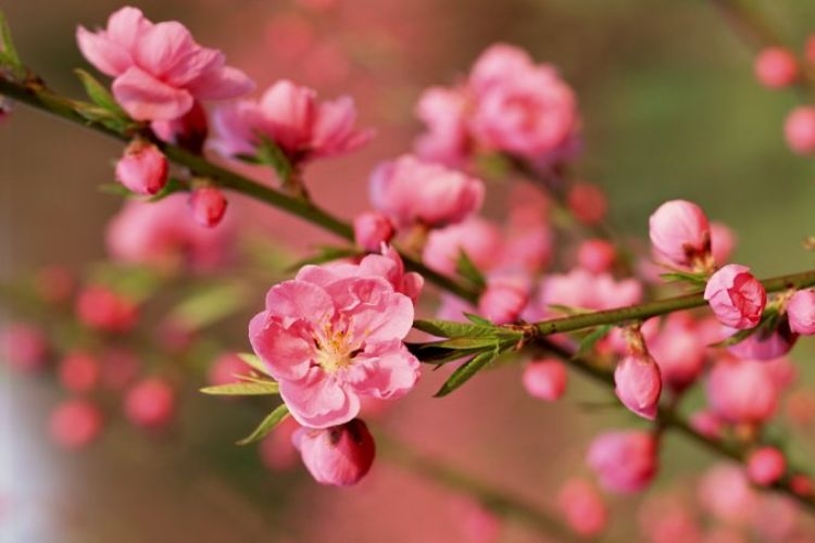 hình ảnh hoa đào ngày tết​-11.jpg