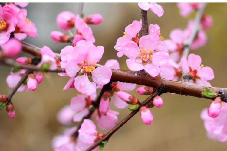 hình ảnh hoa đào ngày tết​-13.jpg