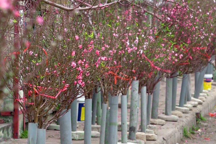 hình ảnh hoa đào ngày tết​-14.jpg