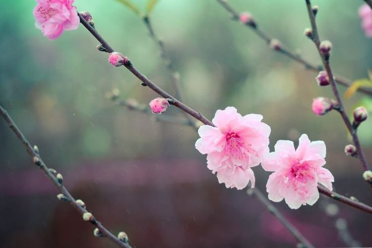 hình ảnh hoa đào ngày tết​-2.jpg