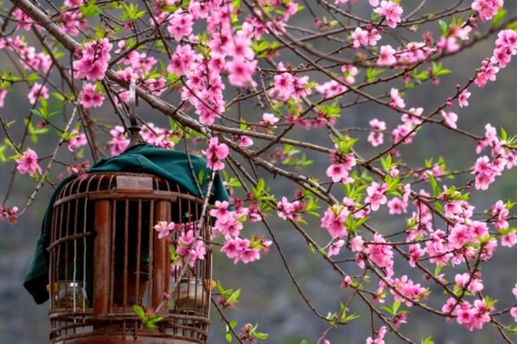 hình ảnh hoa đào ngày tết​-3.jpg