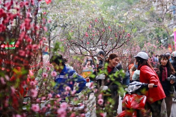 hình ảnh hoa đào ngày tết​-5.jpg