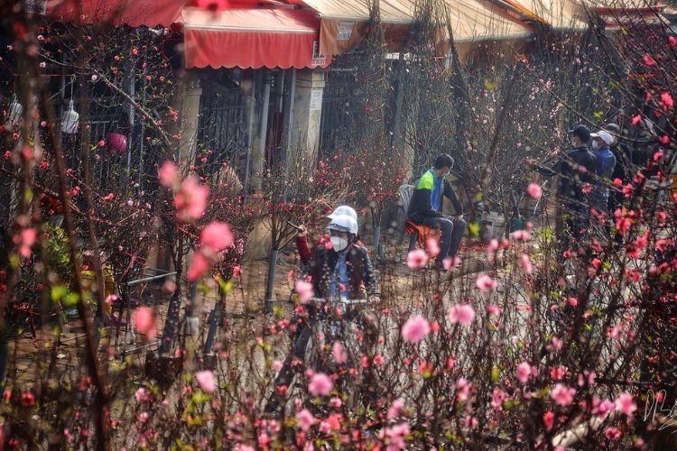 hình ảnh hoa đào ngày tết​-8.jpg