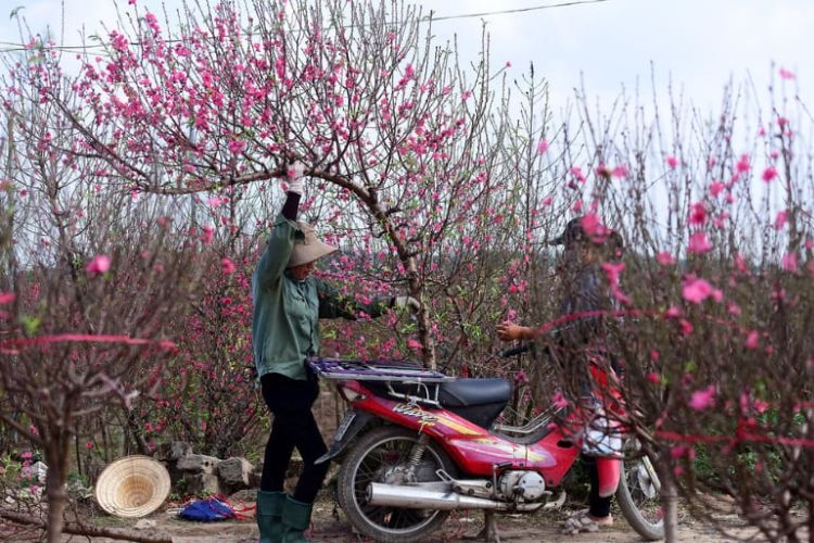 hình ảnh hoa đào ngày tết​-9.jpg