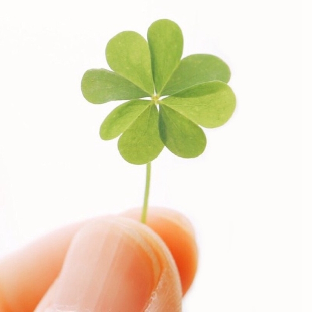 Hình đại diện cỏ bốn lá 1