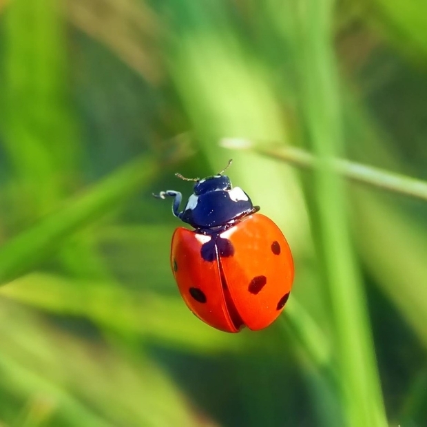 Hình đại diện con bọ rùa 2