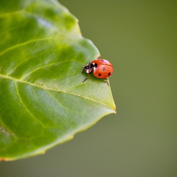 Hình đại diện con bọ rùa 3