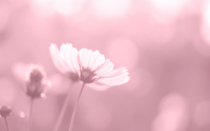 hình nền PowerPoint hoa (ảnh 10)