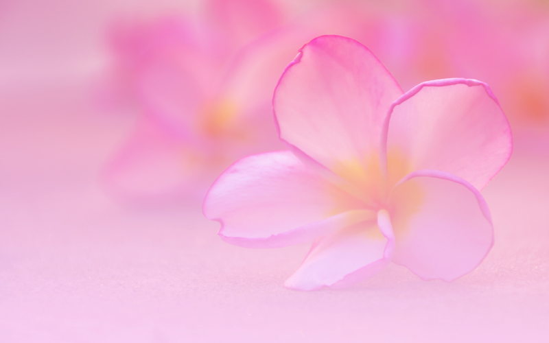 hình nền PowerPoint hoa (ảnh 19)