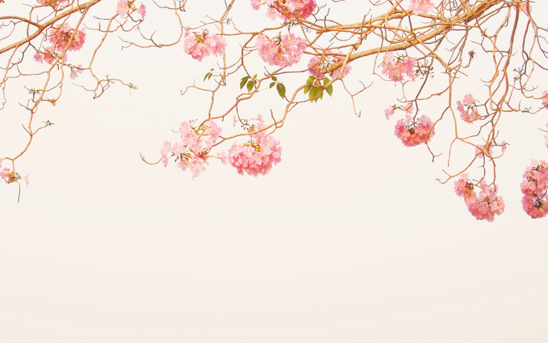 hình nền PowerPoint hoa (ảnh 24)