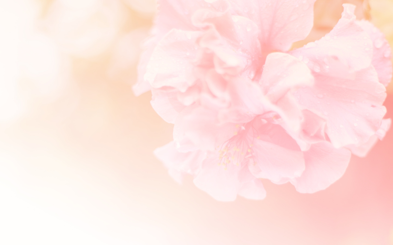 hình nền PowerPoint hoa (ảnh 25)