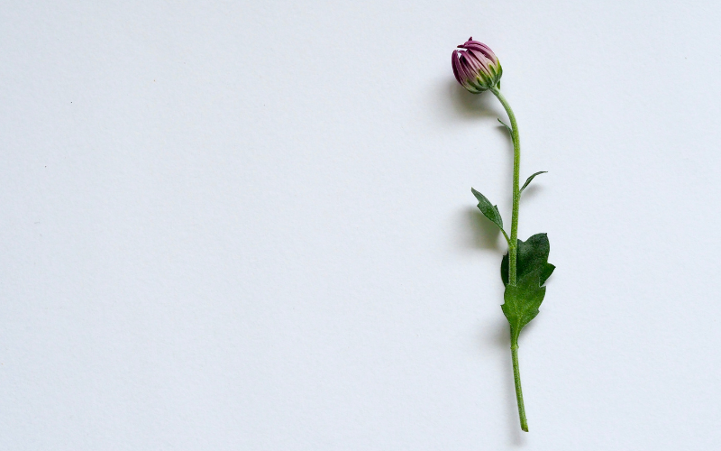 hình nền PowerPoint hoa (ảnh 31)