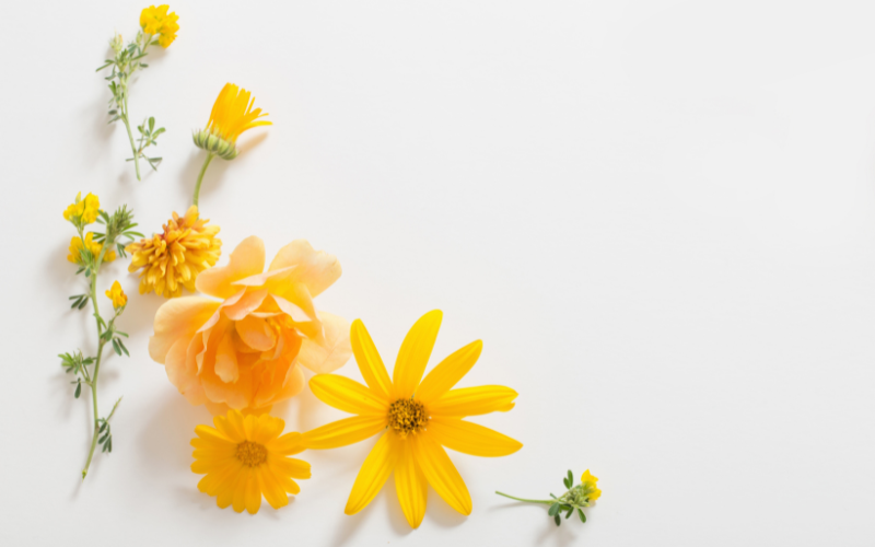 hình nền PowerPoint hoa (ảnh 32)