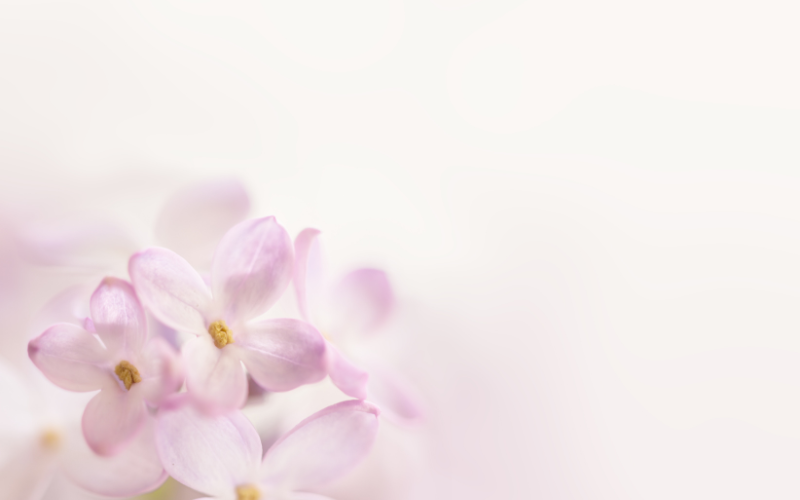 hình nền PowerPoint hoa (ảnh 35)