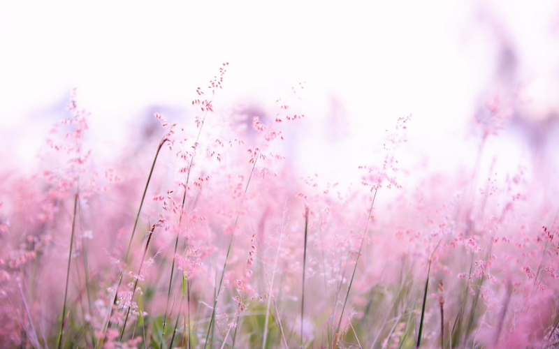 hình nền PowerPoint hoa (ảnh 4)