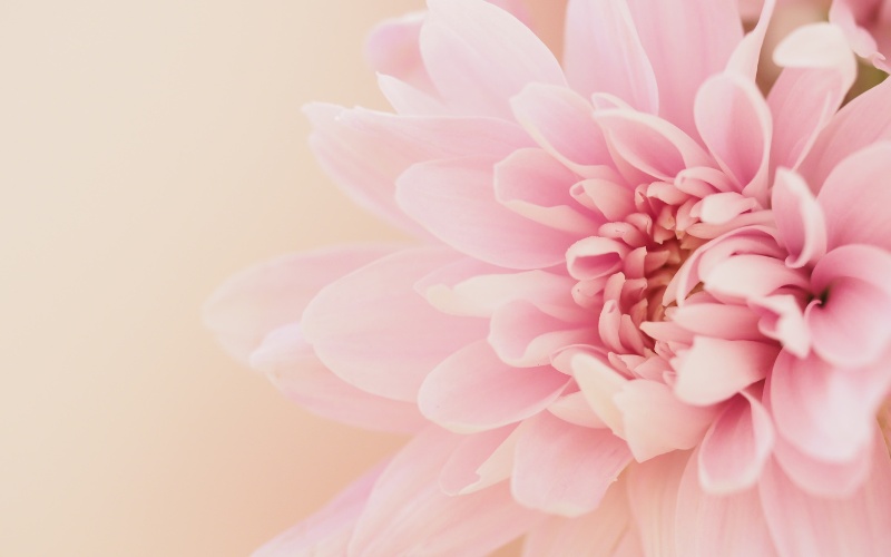 hình nền PowerPoint hoa (ảnh 5)