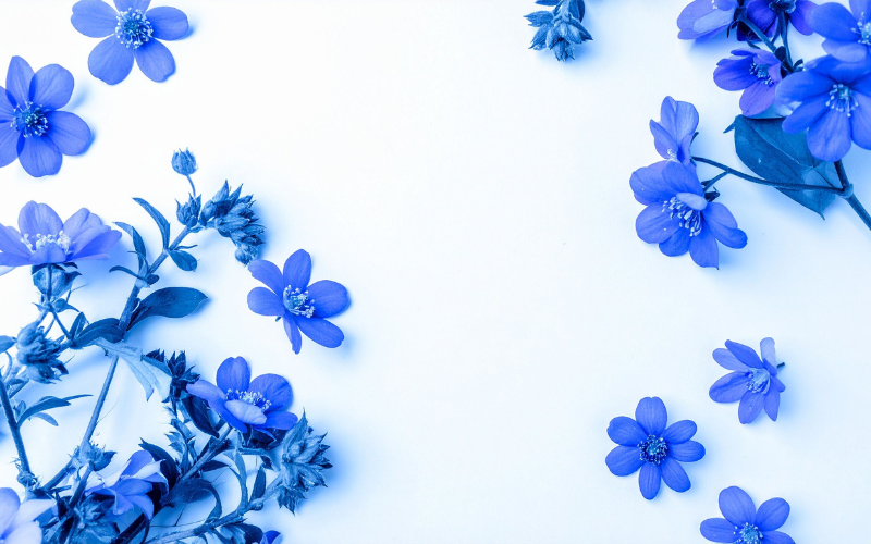 hình nền PowerPoint hoa (ảnh 8)