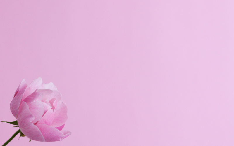 hình nền PowerPoint hoa (ảnh 9)