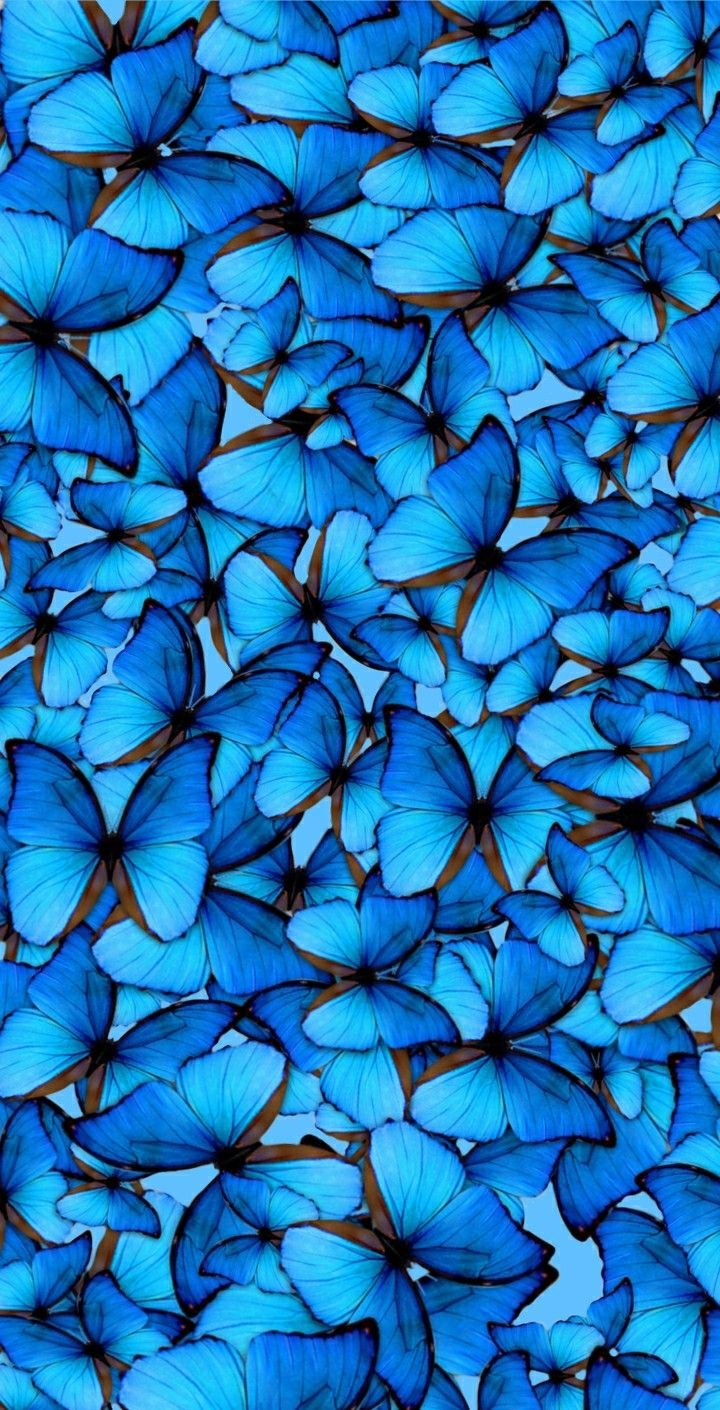 hình nền bướm hình 6