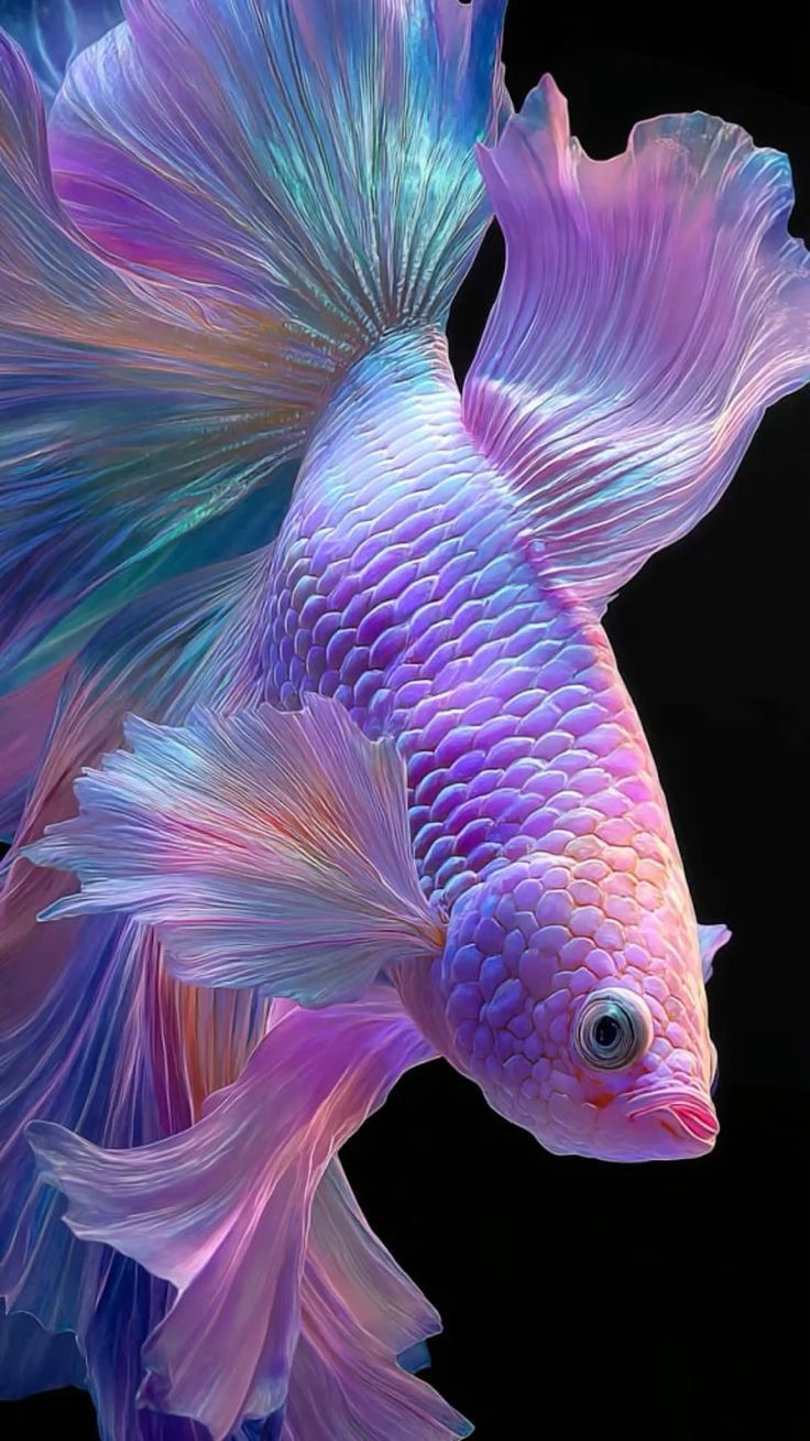 hình nền cá Betta 4K hình 19