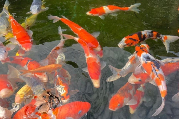 hình nền cá koi 1
