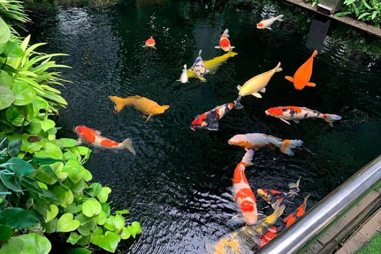 hình nền cá koi 7