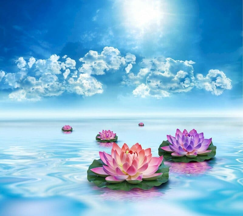 Hình nền hoa 4K, 8K 17