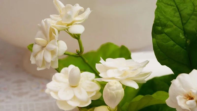 Hình nền hoa 4K, 8K 28