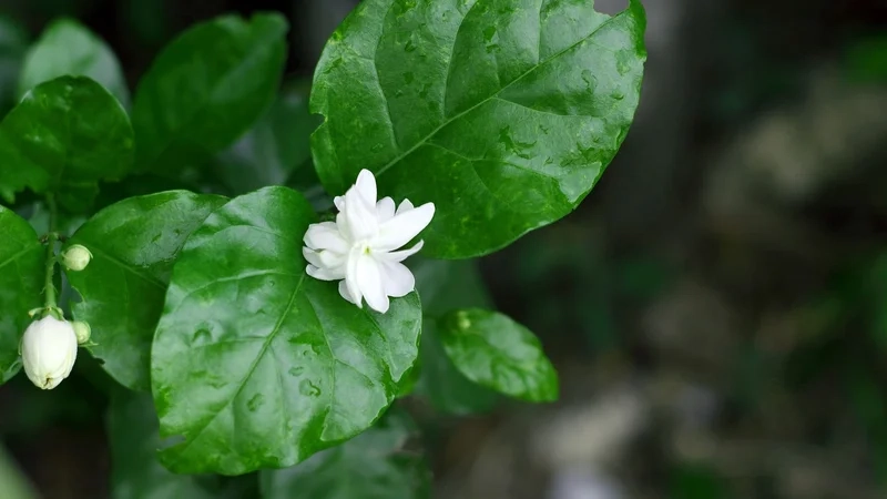 Hình nền hoa 4K, 8K 29