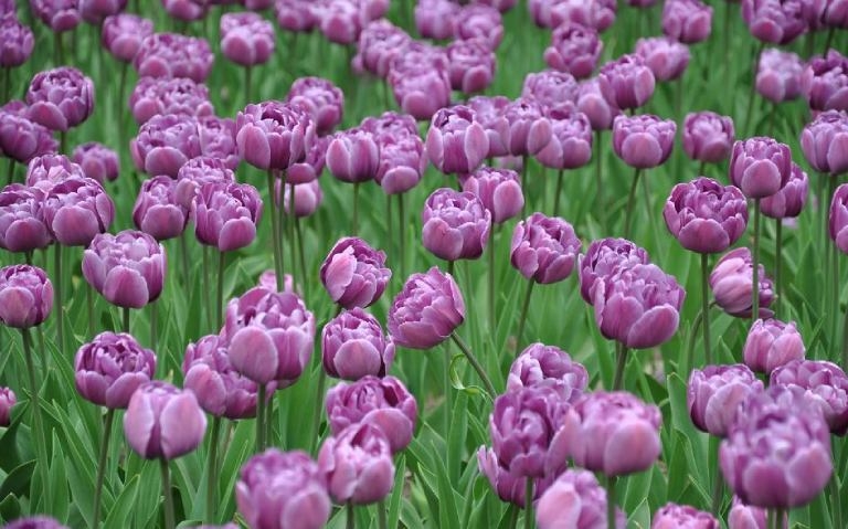 Hình nền máy tính hoa Tulip màu tím