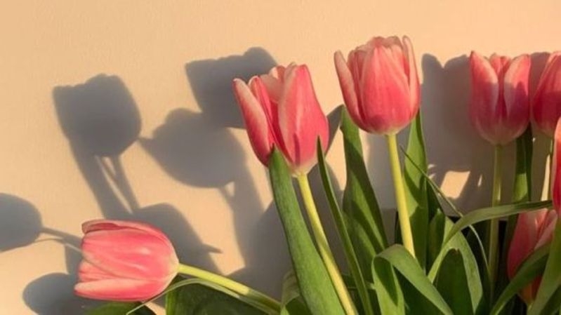 Ảnh hoa Tulip nổi tiếng với vẻ đẹp thanh nhã