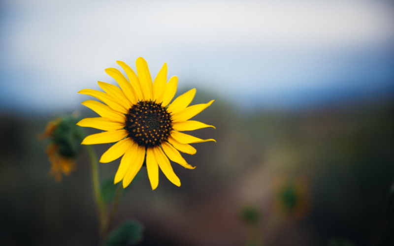 hình nền powerpoint địa lý (ảnh 14)