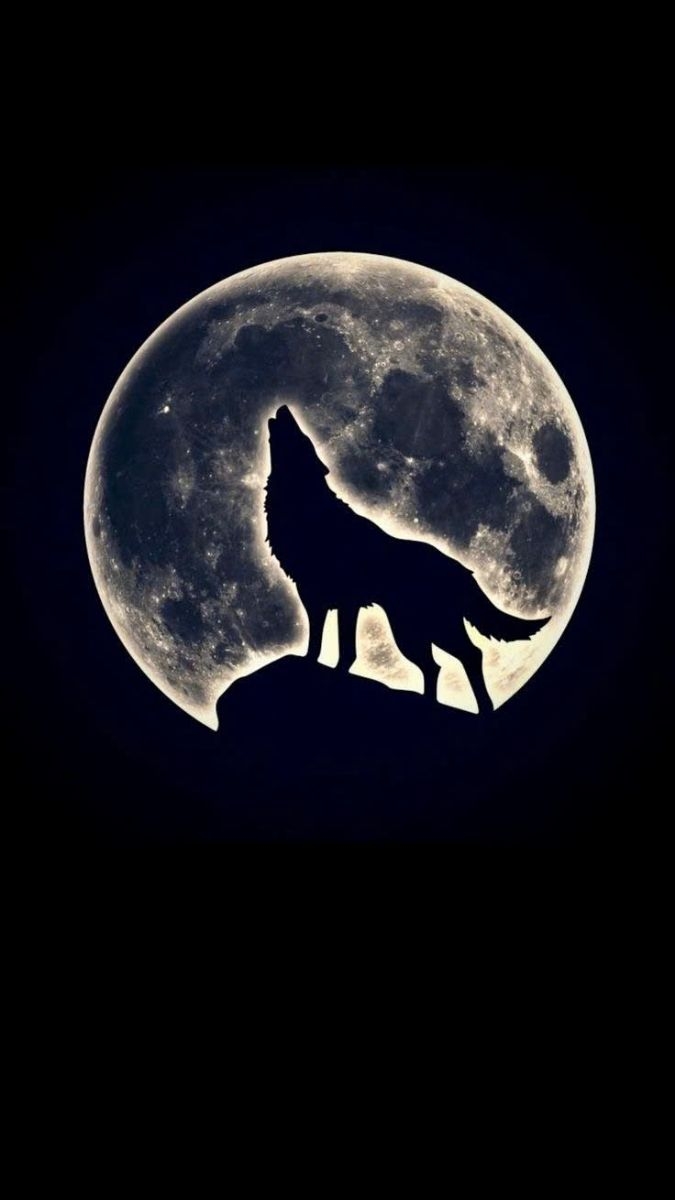 Hình nền sói ảnh 12