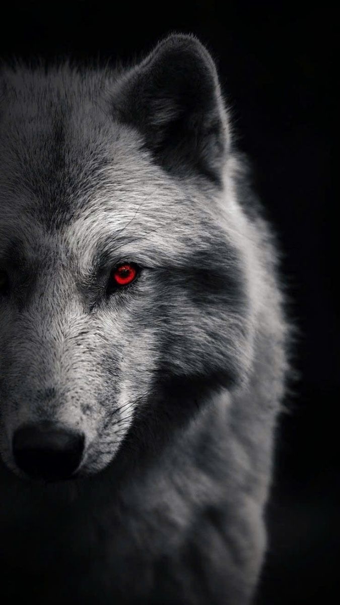 Hình nền sói ảnh 7