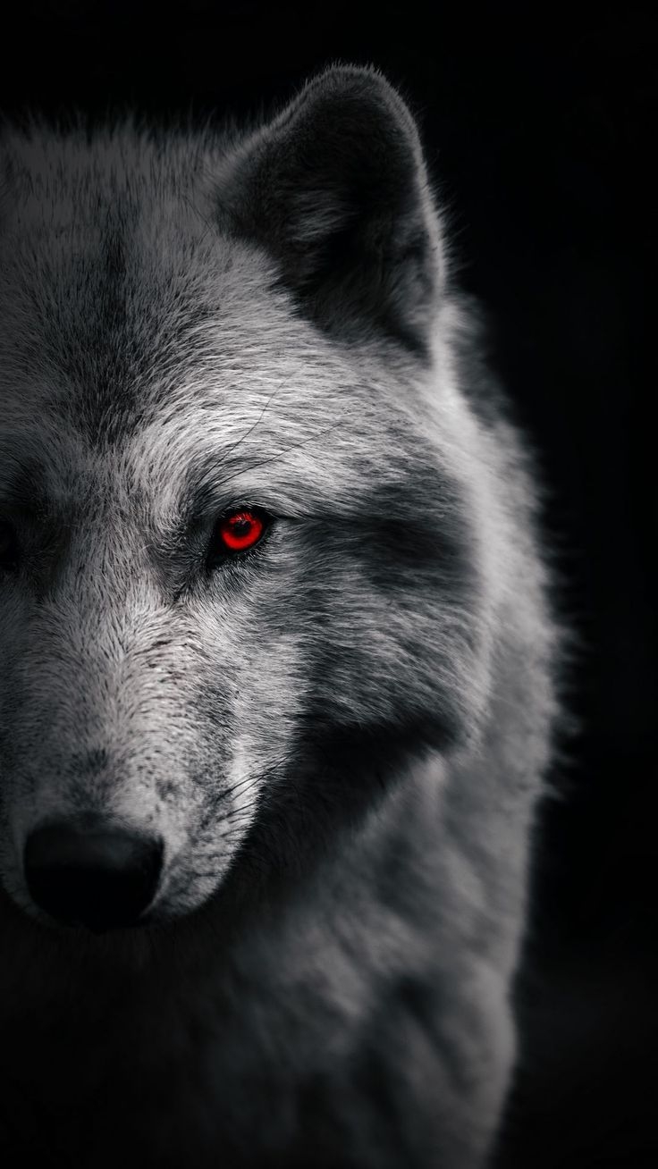 hình nền sói cô độc hình 3