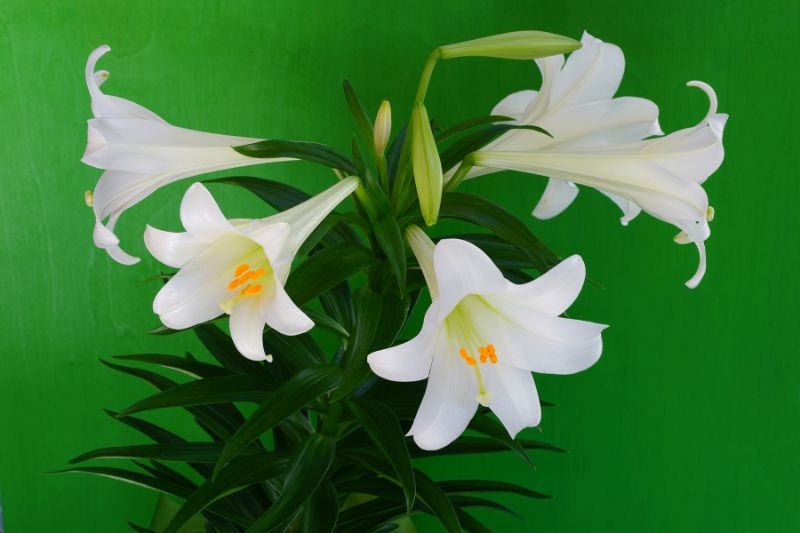 hoa bách hợp ảnh 1