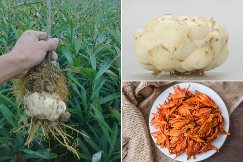 hoa bách hợp ảnh 5