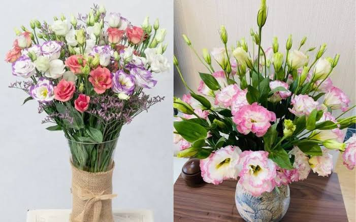 Hoa cát tường