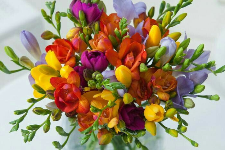 hoa freesia 4