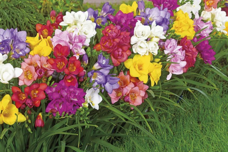 hoa freesia 3