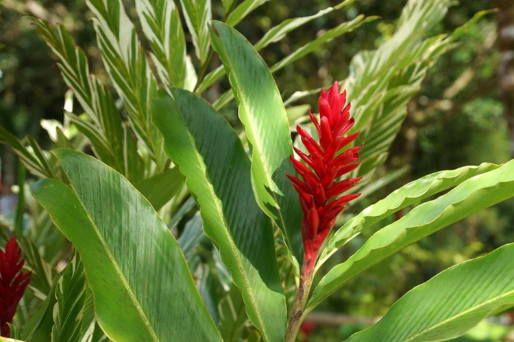 hoa hạnh phúc 2