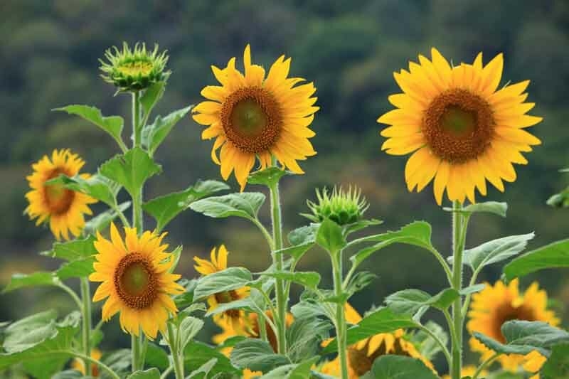 Giới thiệu tổng quan về cây hoa hướng dương